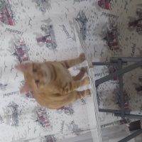 Tekir Kedi, Kedi  Badem fotoğrafı