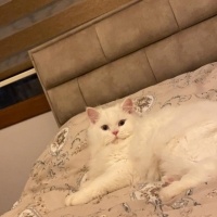 Chinchilla, Kedi  Dobby fotoğrafı