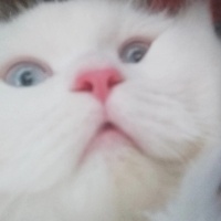 Chinchilla, Kedi  Dobby fotoğrafı