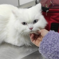 Chinchilla, Kedi  Dobby fotoğrafı