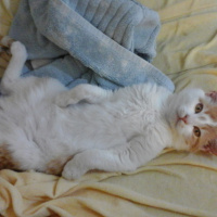 Chartreux, Kedi  judy fotoğrafı