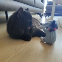 British Longhair, Kedi  Leo fotoğrafı