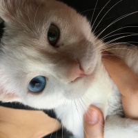 Van Kedisi, Kedi  Yoğurt fotoğrafı