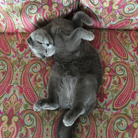 Scottish Fold, Kedi  Hamsi fotoğrafı
