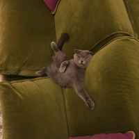 Scottish Fold, Kedi  Hamsi fotoğrafı