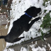 Labrador Retriever, Köpek  Zeytin fotoğrafı