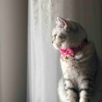 Scottish Fold, Kedi  Mia fotoğrafı