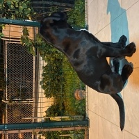 Cane Corso Italiano, Köpek  Astor fotoğrafı