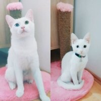 Ankara Kedisi, Kedi  Pamuk Elf fotoğrafı