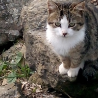 Tekir Kedi, Kedi  Kedicikler fotoğrafı