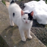 Tekir Kedi, Kedi  Kedicikler fotoğrafı