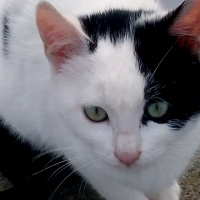 Tekir Kedi, Kedi  Kedicikler fotoğrafı