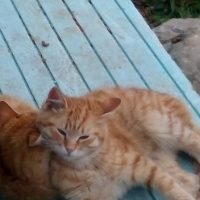 Tekir Kedi, Kedi  Kedicikler fotoğrafı