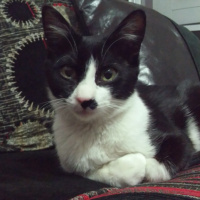 Tekir Kedi, Kedi  zeytin fotoğrafı