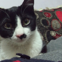 Tekir Kedi, Kedi  zeytin fotoğrafı