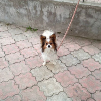 Pekingese, Köpek  lucy fotoğrafı