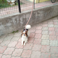 Pekingese, Köpek  lucy fotoğrafı