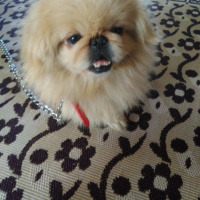 Pekingese, Köpek  lucy fotoğrafı