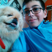 Pekingese, Köpek  lucy fotoğrafı