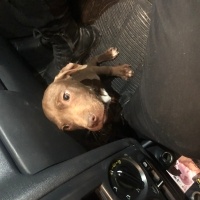 Amerikan Pitbull Terrier, Köpek  Paşa fotoğrafı
