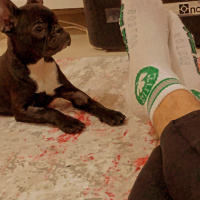 Fransız Bulldog, Köpek  Bitter fotoğrafı