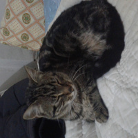 Tekir Kedi, Kedi  Leydi fotoğrafı