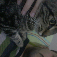 Tekir Kedi, Kedi  Leydi fotoğrafı