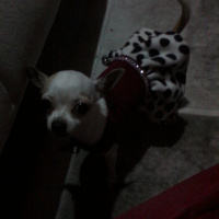 Chihuahua, Köpek  mira fotoğrafı