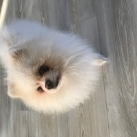 Pomeranyalı, Köpek  Sushi fotoğrafı