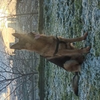 Alman Çoban Köpeği, Köpek  Rudo fotoğrafı
