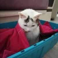 Soke, Kedi  Zillo fotoğrafı