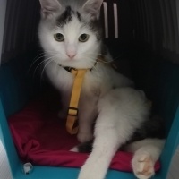 Soke, Kedi  Zillo fotoğrafı