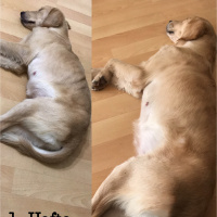 Golden Retriever, Köpek  Rozi fotoğrafı