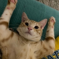 Sarman, Kedi  Kimyon fotoğrafı