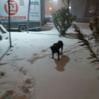 Rottweiler, Köpek  Leo fotoğrafı