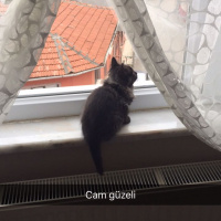 İran Kedisi (Persian), Kedi  MİA fotoğrafı