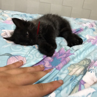 İran Kedisi (Persian), Kedi  MİA fotoğrafı