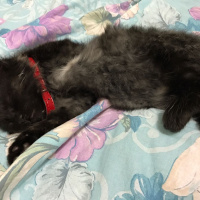 İran Kedisi (Persian), Kedi  MİA fotoğrafı