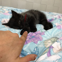 İran Kedisi (Persian), Kedi  MİA fotoğrafı