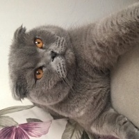 Scottish Fold, Kedi  Tom fotoğrafı