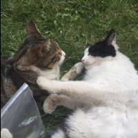 York Chocolate, Kedi  Kaptan Charlie ve Flynn fotoğrafı