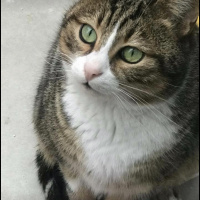 York Chocolate, Kedi  Kaptan Charlie ve Flynn fotoğrafı