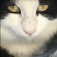 York Chocolate, Kedi  Kaptan Charlie ve Flynn fotoğrafı