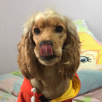 Amerikan Cocker Spaniel, Köpek  Zeus fotoğrafı