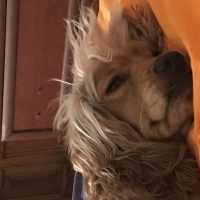 Amerikan Cocker Spaniel, Köpek  Zeus fotoğrafı