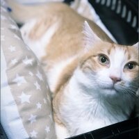 Norwegian Forest, Kedi  Lokum fotoğrafı