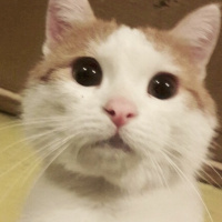 Tekir Kedi, Kedi  Fasulye  fotoğrafı