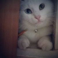 Van Kedisi, Kedi  Minnoş fotoğrafı
