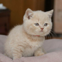 British Shorthair, Kedi  Tarçın fotoğrafı