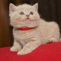 British Shorthair, Kedi  Tarçın fotoğrafı